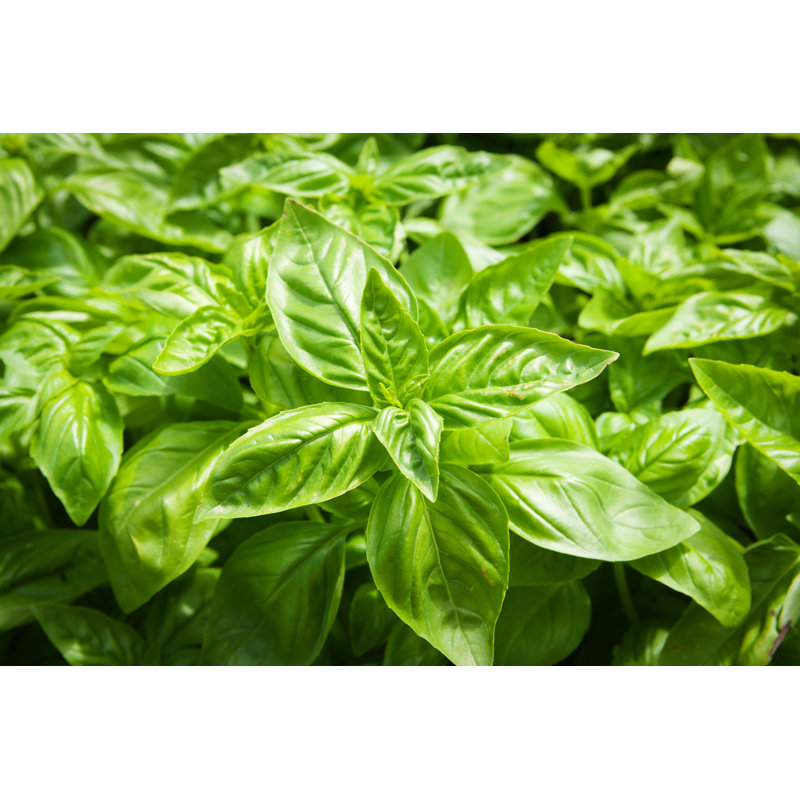 Herbe naturelle et basilic par Yinyang, H 32 po x l 48 po