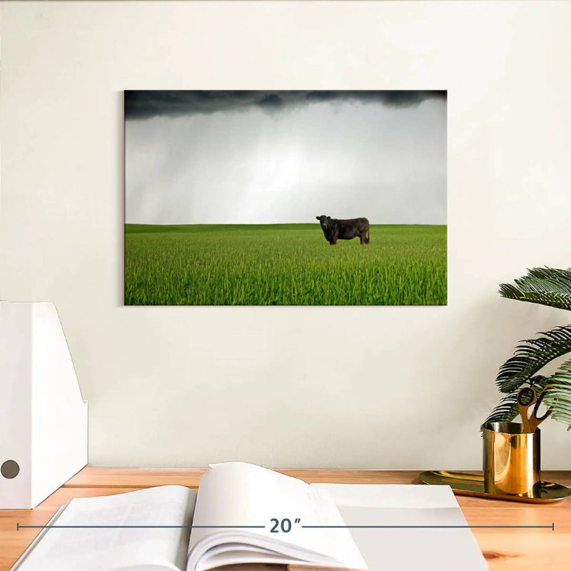 Brampt Angus Cow