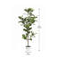 Alpine Ficus Tree