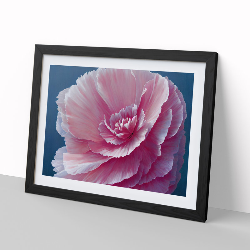 Overwhelming Carnation Flower - Single Picture Frame Print, Black, 46cm H x 64cm W x 2cm D