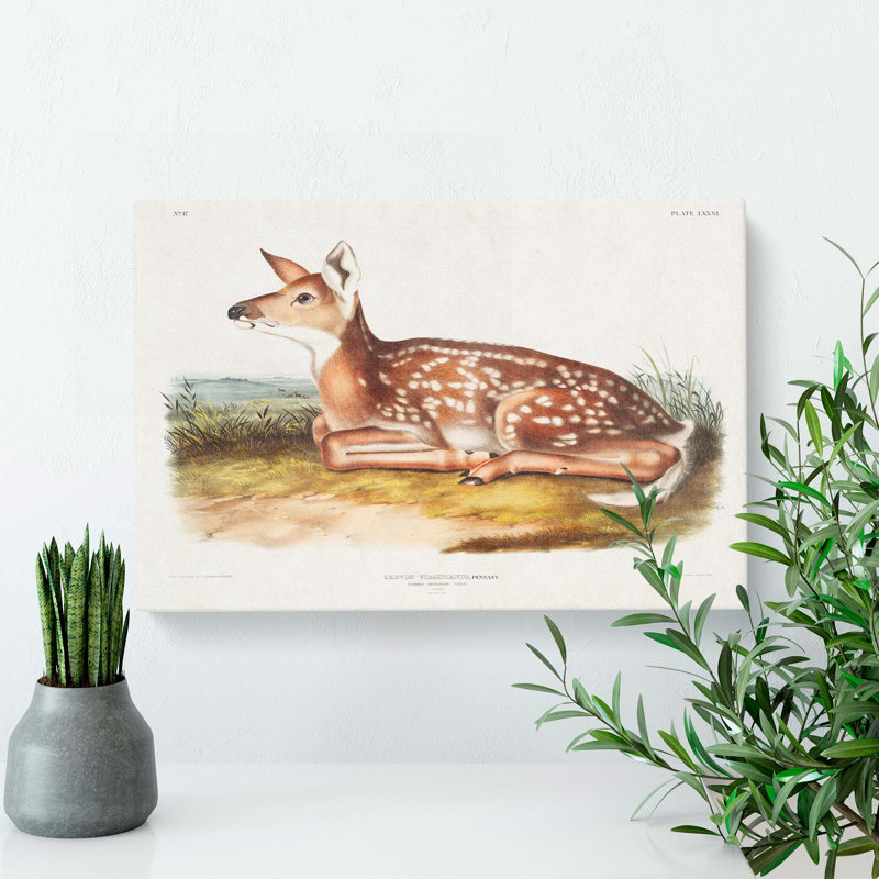 American Deer - Wrapped Canvas, 50cm H x 76cm W x 3cm D