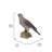 Northern Goshawk Standing on Rock Statue