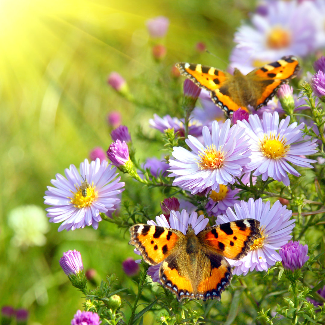 Schmetterlinge auf Blumen - Fotografie ohne Rahmen auf Leinwand