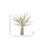 Agave 38 "en pot