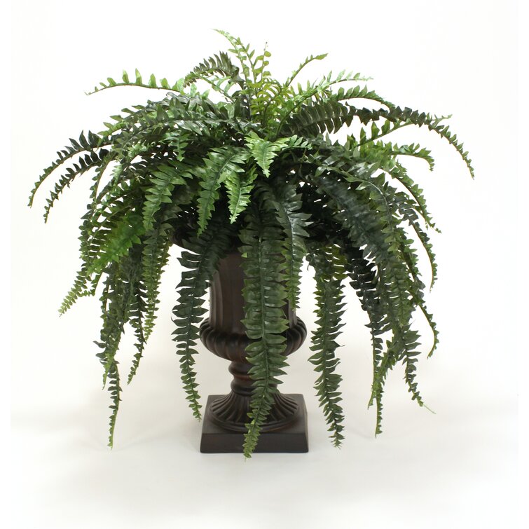 https://assets.wfcdn.com/im/21279663/resize-h755-w755%5Ecompr-r85/2898/28985594/37%27%27+Faux+Fern+Plant+in+Urn.jpg