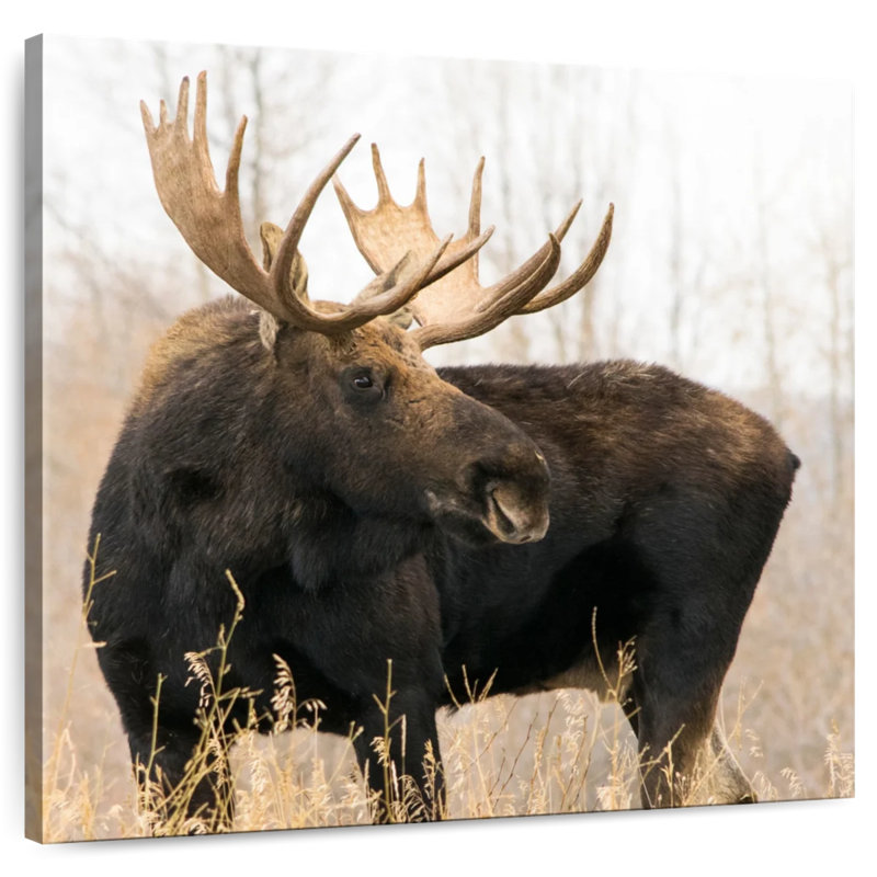 Brampt Wyoming Moose, 20" H x 20" W
