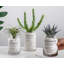 Plante grasse 7,48 po