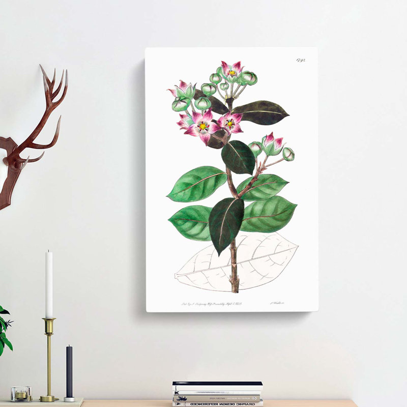 Purple Milkweed Flowers - Wrapped Canvas Print, 50cm H x 35cm W x 3cm D