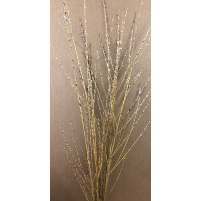 Tiges de fleurs saule willow heirloom