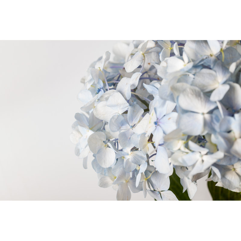 Fleurs d'hortensias par Jxfzsy, H 8 po x l 12 po