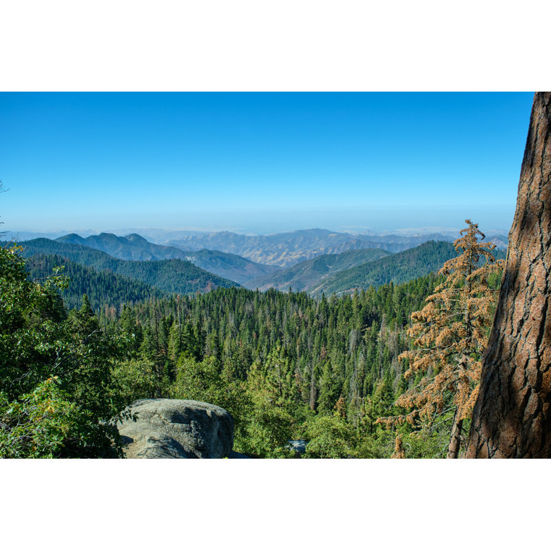 Parc national Sequoia I, L 12 po x H 8 po