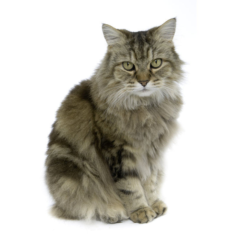 Ragamuffin - Wrapped Canvas Print, 122cm H x 81cm W 