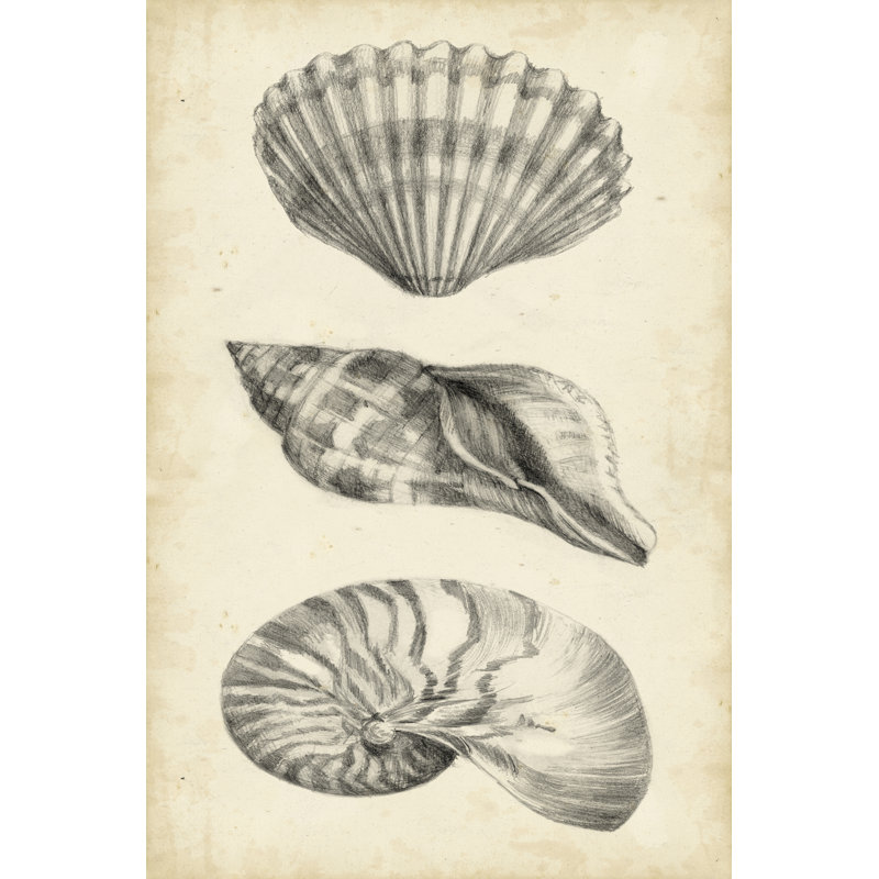 Antique Shell Study Panel I by Ethan Harper - Wrapped Canvas Painting, 46cm H x 30cm W x 3.8cm D