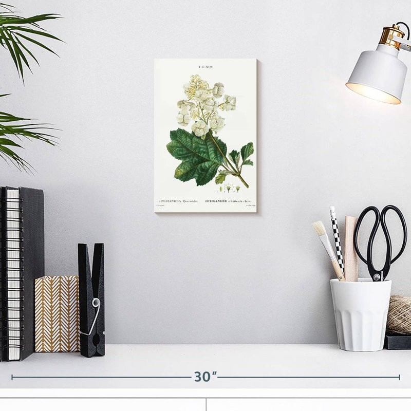 Keiri Oakleaf Hydrangea, 12" H x 8" W