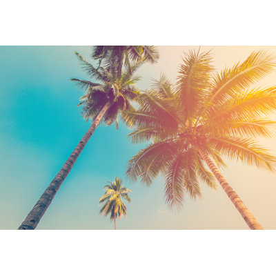 Coconut Palm Tree - Wrapped Canvas Print