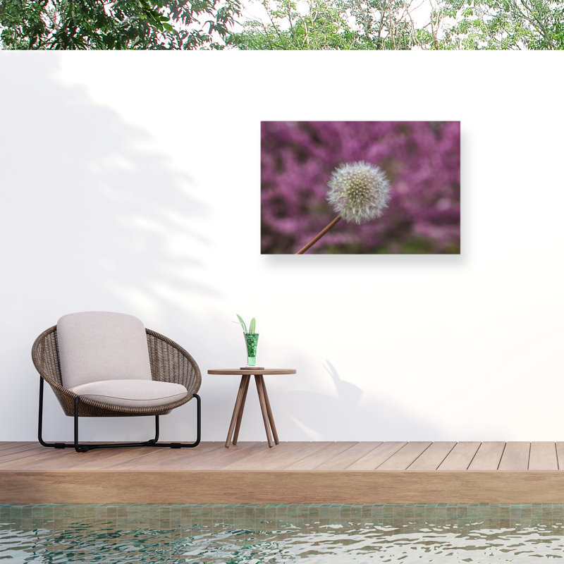 Kurt Shaffer Dandelion Seed Head Study On Pink Outdoor  Canvas, H 12 po x l 19 po