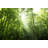 Rainforest Canopy by Szefei - Wrapped Canvas Print-1700740560