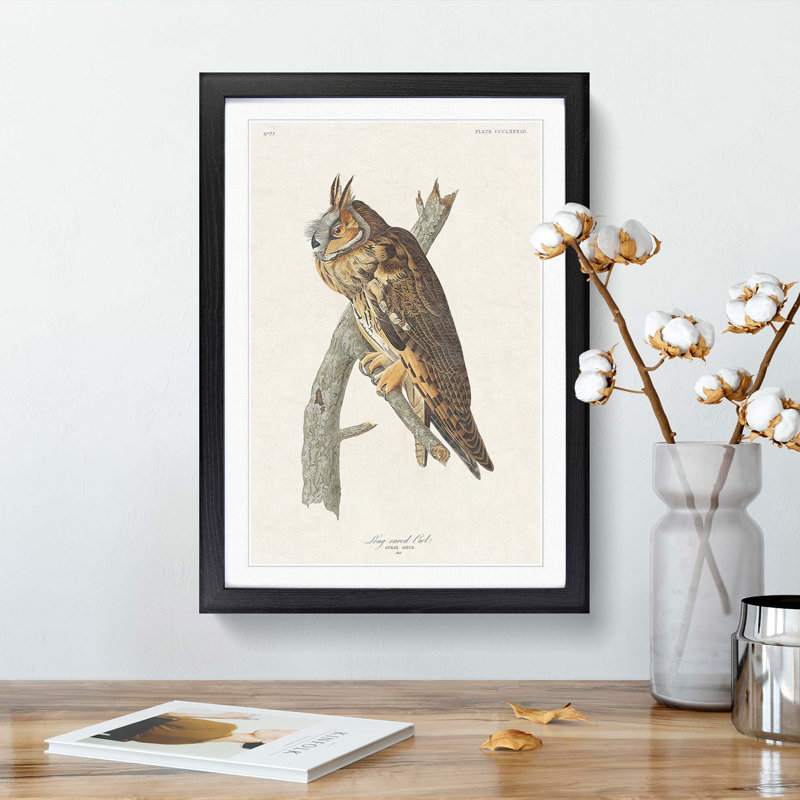 Long-Eared Owl by John Audubon - Picture Frame Painting Print, 65cm H x 48cm W x 2cm D, Black Framed