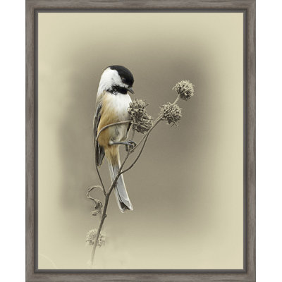 " Black Capped Chickadee I "