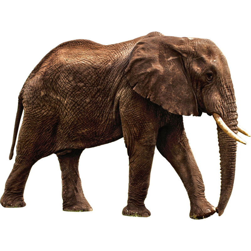 Décalcomanie murale éléphant de safari africain Hundt, H 18 po x l 22 po x P 0,01 po