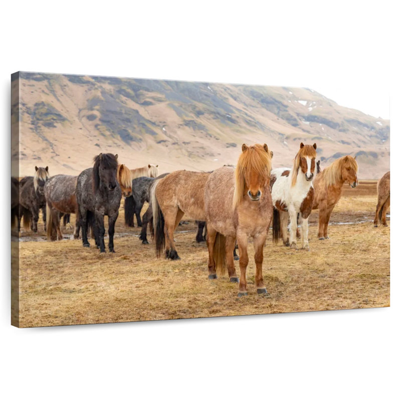 Brampt, chevaux islandais dans la campagne III, H 16 po x l 24 po