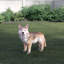 Statue Coyote debout