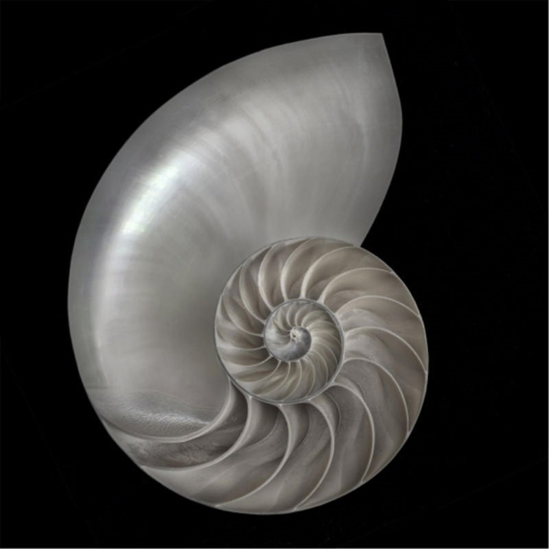 Nautilus Print by Harold Davis, Matte, 40" H x 40" W