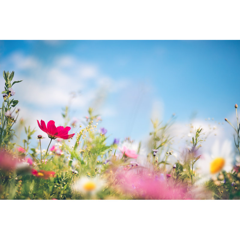 Spring Meadow by Borchee, 24" H x 36" W
