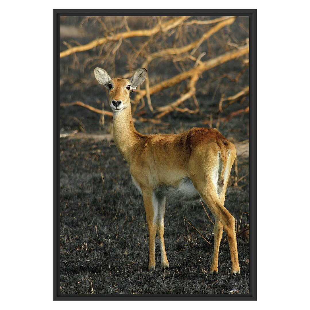 Gerahmtes Wandbild Female Gazelle with Cub