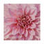 « wall fleur vii », photographie sur toile tendue-132379223