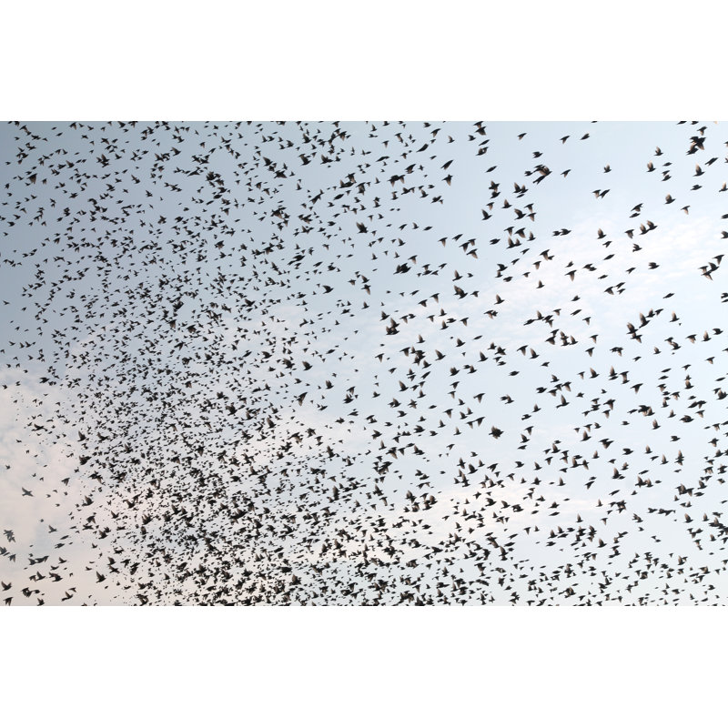Oiseaux qui se déplacent - Photographie sur toile tendue, L 36 po x H 24 po