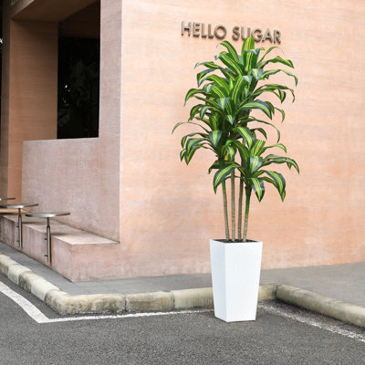 Adcock Dracaena Tree in Decorative Vase