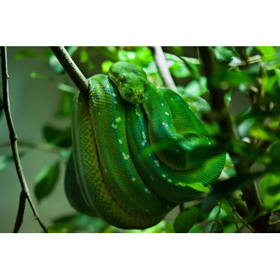 Green Tree Python by Wrangel - Wrapped Canvas Print