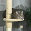 647.7cm H Cat Tree