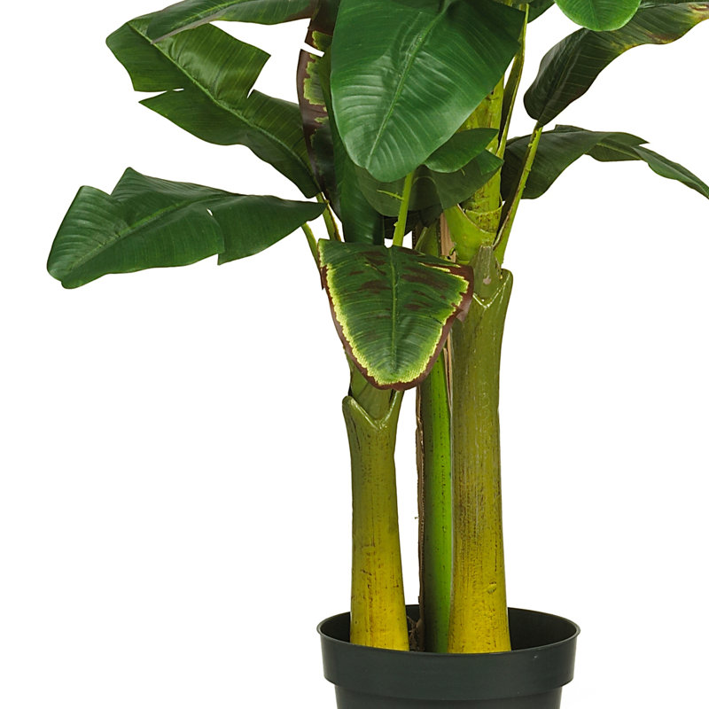 Triple Stalk Banana Tree