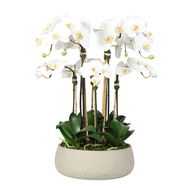 Orchidée blanche, 24 x 18, Beige