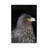 Falkland Caracara Or Johnny Rook, Protected And Highly Intelligent Bird Of Prey. Falkland Islands by Martin Zwick - Wrapped Canvas Gallery-Wrapped Canvas Giclée-1019850999