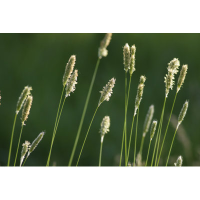 Spring by Whiteway