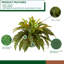 21 po Faux Large Marginatum