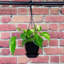 Live Golden Pothos Plant in Hanging Pot