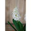 Hyacinth Stem-111171206