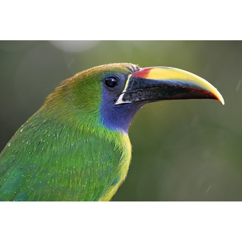 «Emerald Toucanet, Costa Rica» par Brianlasenby - photographie sur toile tendue, H 24 po x l 36 po