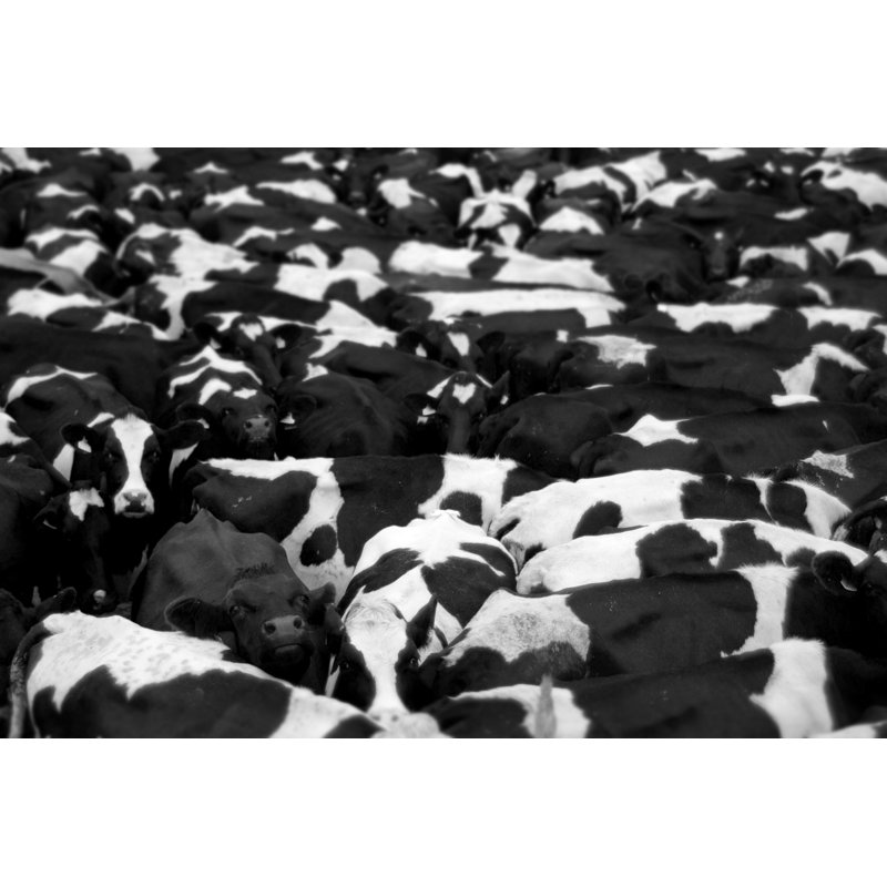 Herd Of Cows - Wrapped Canvas Print, 61cm H x 91cm W x 3.8cm D