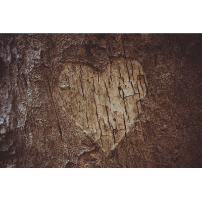 Tree Bark by Focusphotoart