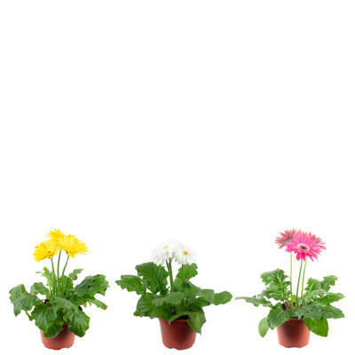 Amillianna 3-Piece Plant Set