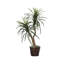 Marginata artificiel en pot dans un panier