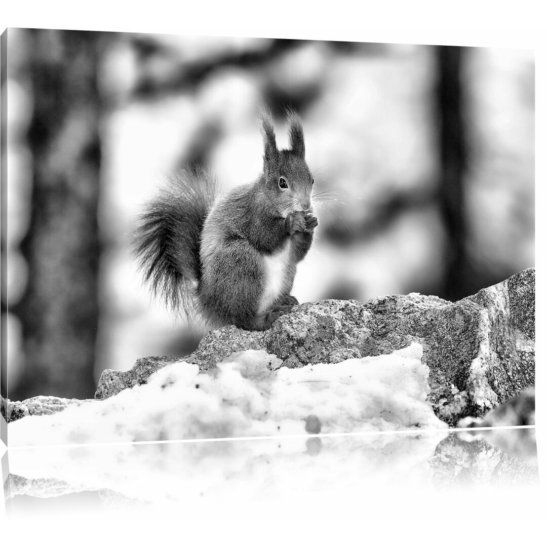 Leinwandbild Eichhörnchen im Schnee in Monochrom