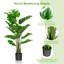 60 plantes