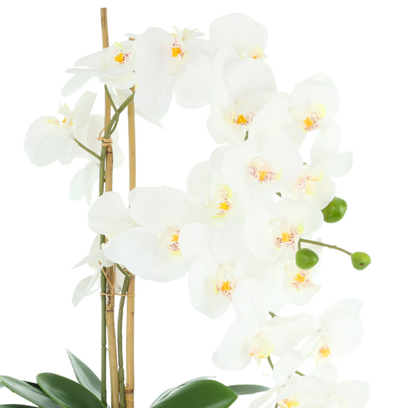 Arrangement d'orchidées en verre avec des pierres