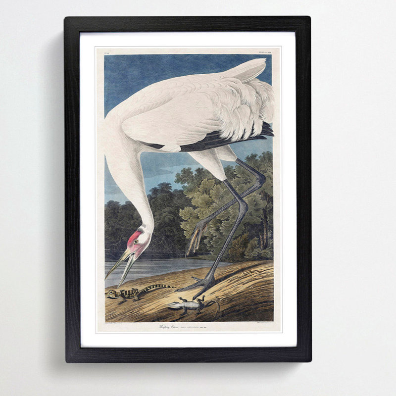 Hooping Crane Bird by John Audubon - Picture Frame Painting Print, 65cm H x 48cm W x 2cm D, Black Framed